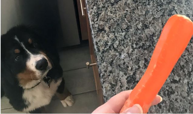 Bernese Mountain Dog puppy watching his owner peel a carrot for him in anticipation.