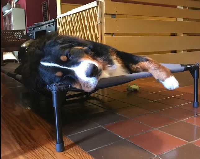 Best Dog Bed for Bernese Mountain Dogs