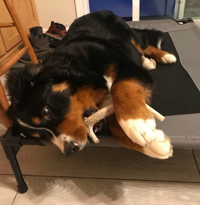 Bernese Mountain Dog puppy laying down on his elevated dog bed and chewing on a deer antler.