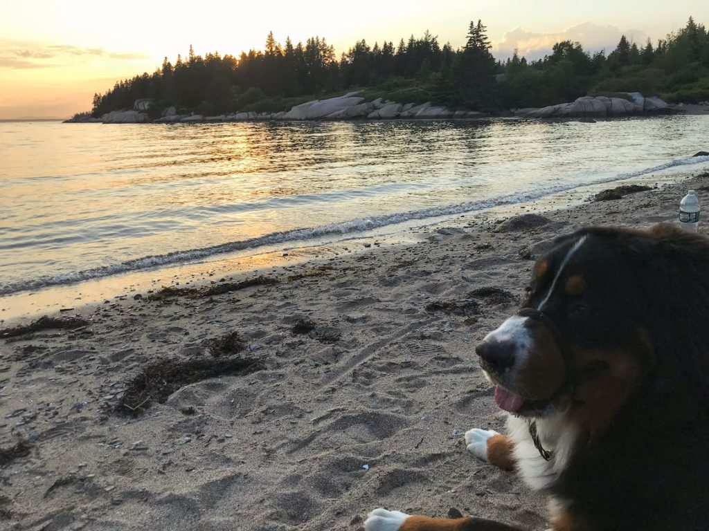 Bernese Mountain Dog lays down on Sand Beach nearby Stonington, ME on Deer Isle during a summer evening watching the sun set.  