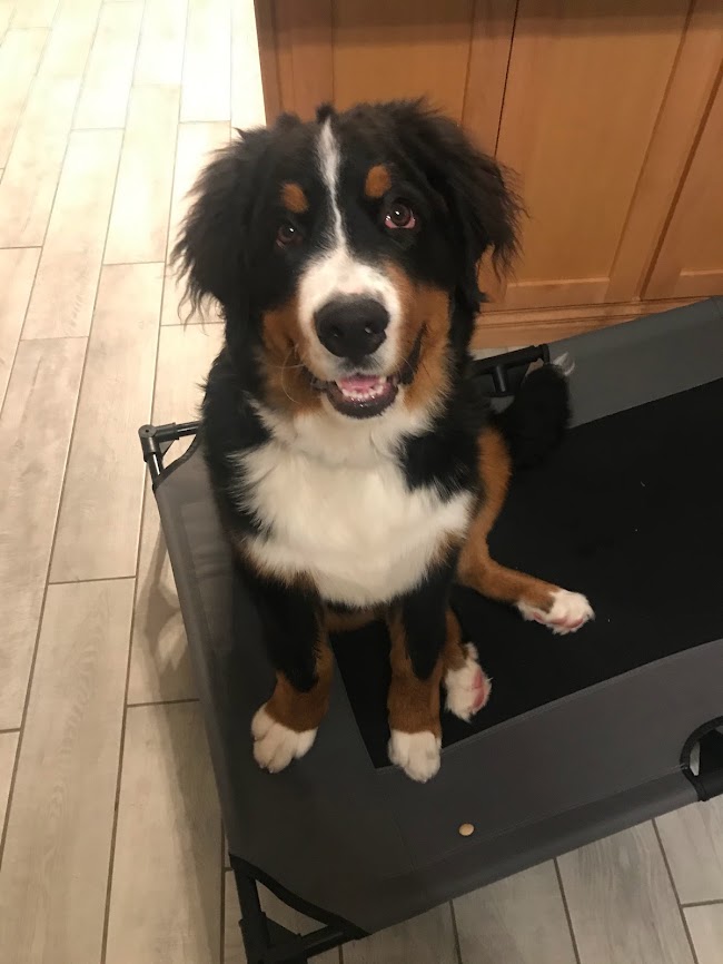 Bernese Mountain Dog sitting on his brand new dog bed - an elevated dog cot with a mesh base.  He is looking up at the camera and seems happy.