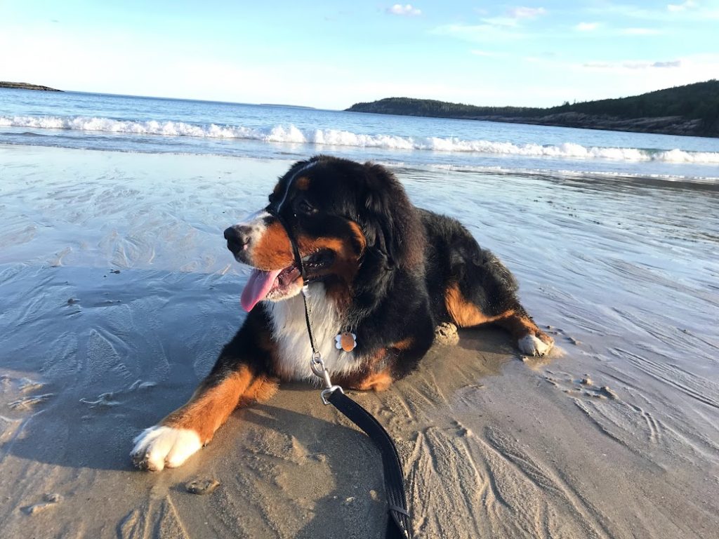 Relaxing on Sand Beach in Acadia National Park with dog