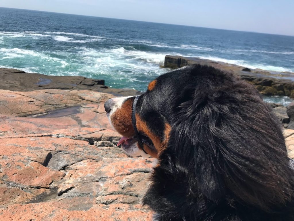 Enjoying our view at Demascus Point on Schoodic Peninsula