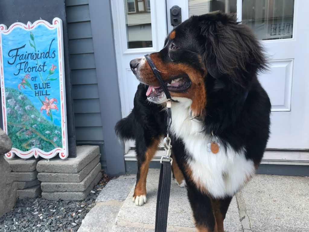 Blue Hill, Maine Window Shopping with a Bernese Mountain Dog wearing a gentle leader.