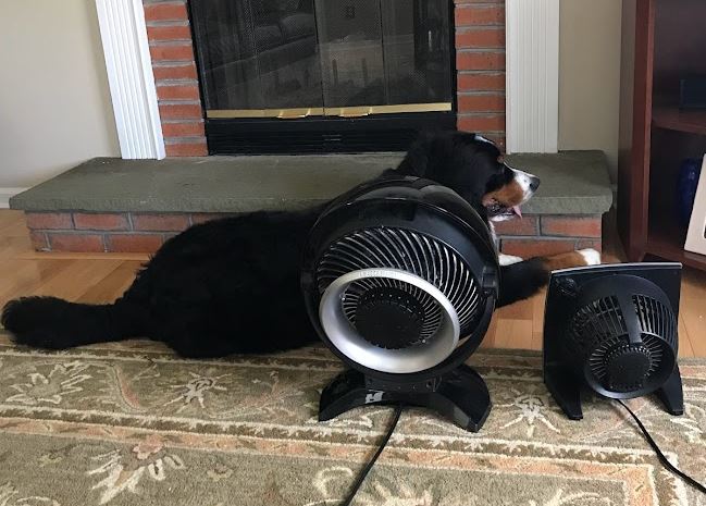 In the middle of summer, a Bernese Mountain Dog cools off in front of two vornado fans.