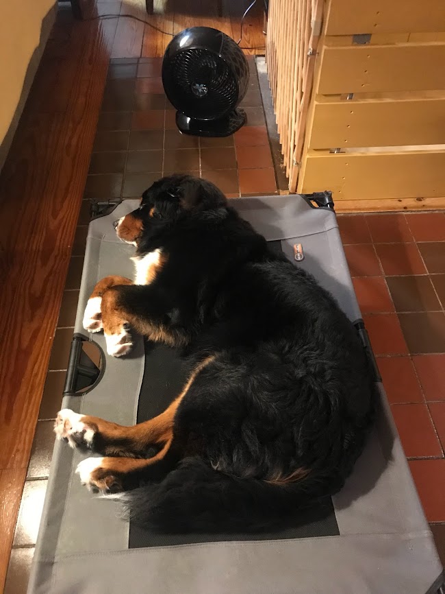 Bernese Mountain Dog napping on a dog cot while a vornado fan blows on him in summertime.