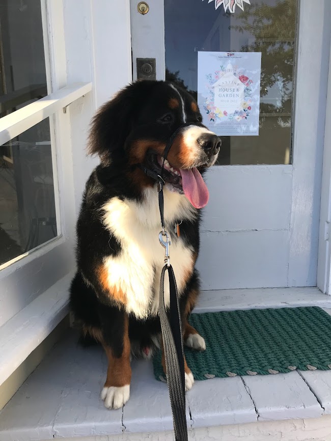 Castine, Maine Window Shopping with a Bernese Mountain Dog wearing a gentle leader.