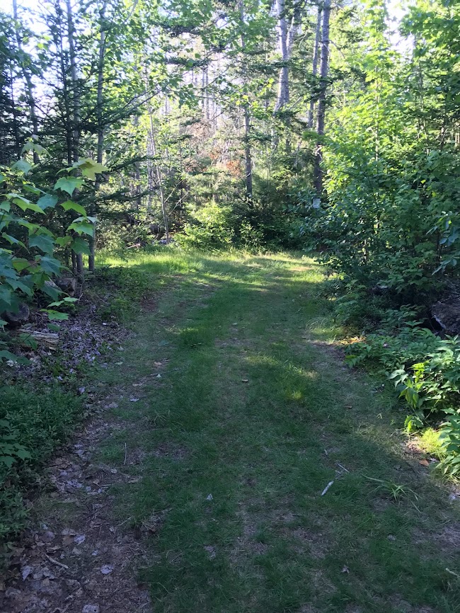 Witherle Woods Trail.  Excellent grassy paths in Castine, Maine for a walk or hike in the woods with your dog on a summer afternoon.