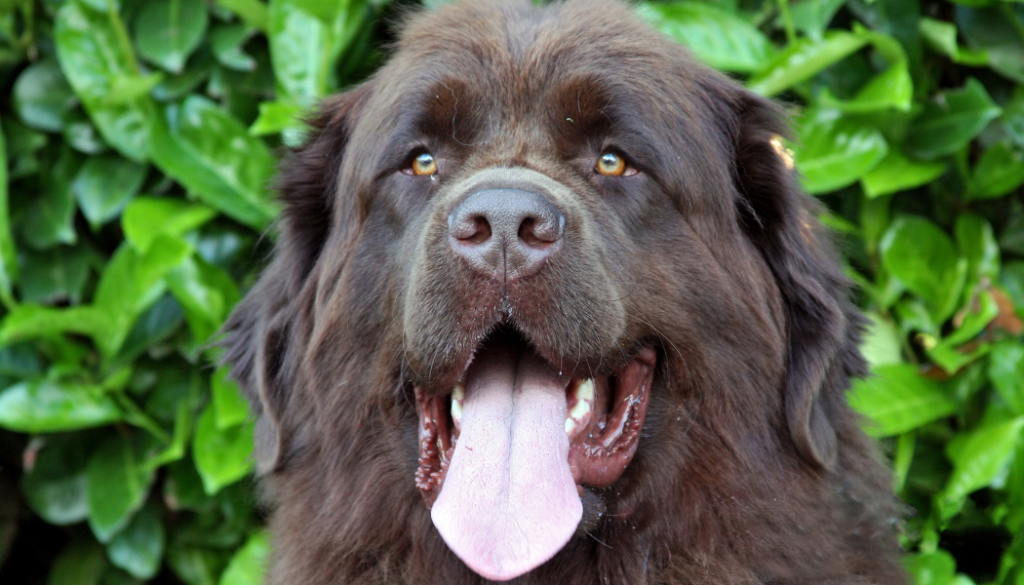 A big brown newfie looking at the camera with his tongue hanging out.