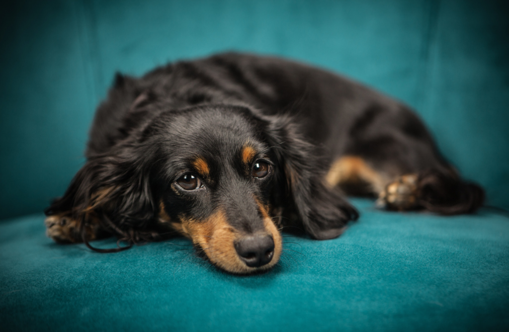 Long haired, black and tan dachsund laying on a green couch.