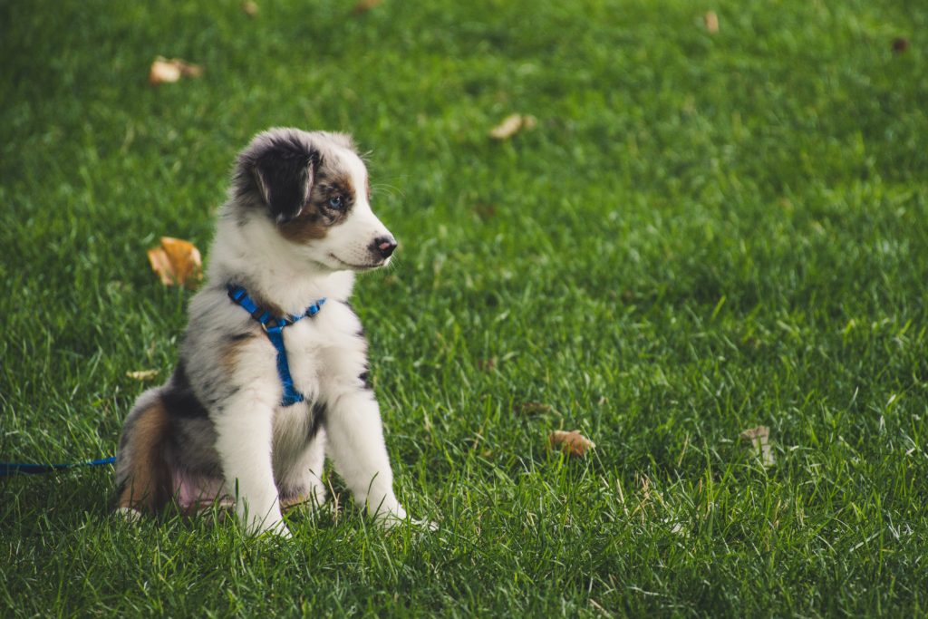 Cute Australian Shepherd pup sitting in a grassy lawn on a leash and harness.