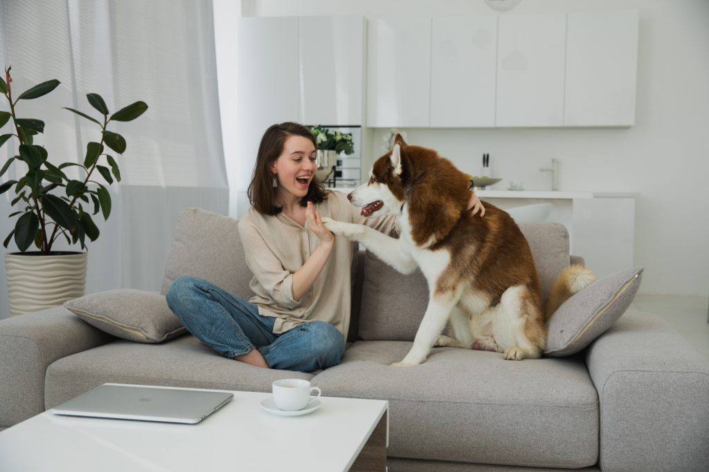 Woman sitting on her couch with a large husky dog.  They are high fiving each other.