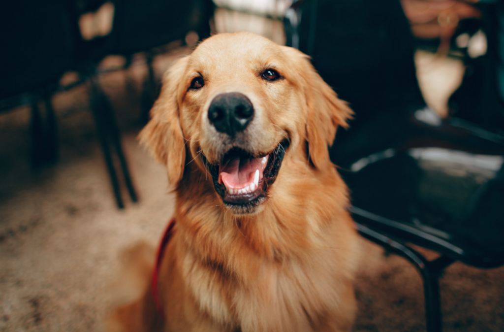 A very happy Golden Retriver looking at the camera with a smile on his face.