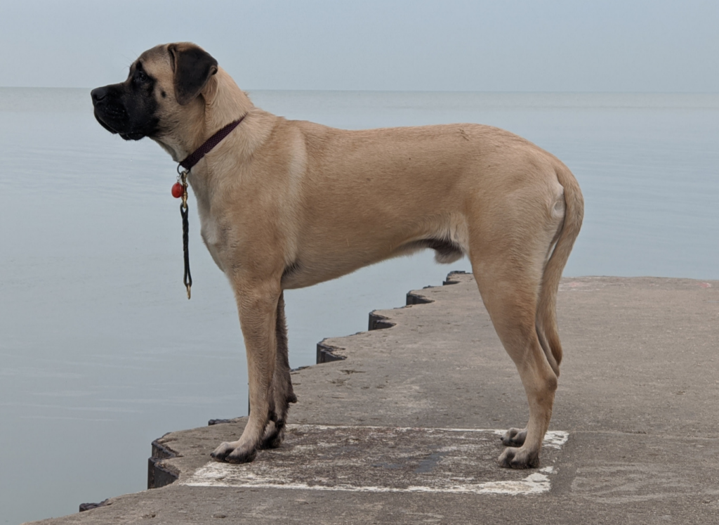 Mastiff dog standing on a ledge looking out over the sea 