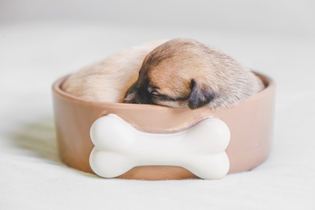 Cute puppy that is so small, he's sleeping inside his food bowl.