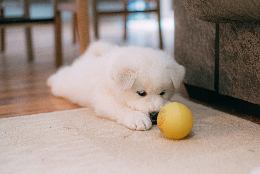 cute blonde or white puppy laying down in front of a ball on the floor.  He's laying half on a rug and half on a wooden floor next to a couch.