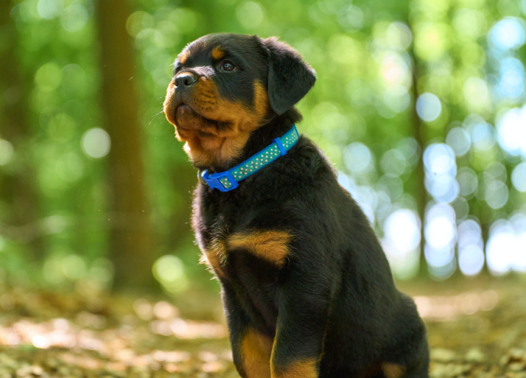 Rottweiler puppy wearing a green and blue polka dot collar out in the woods.