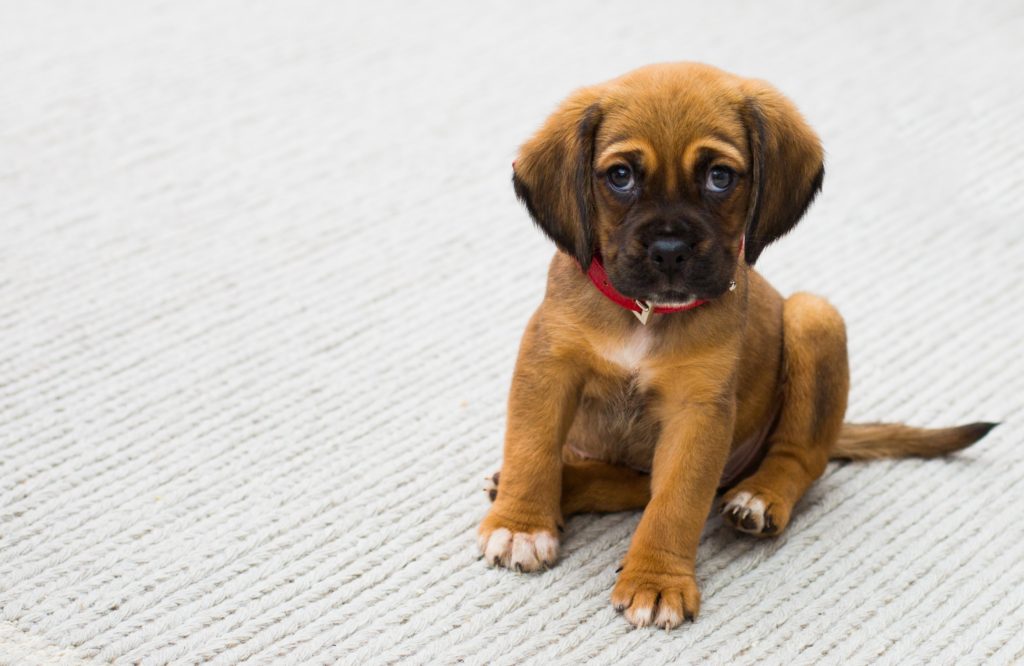 Cute puppy with big paws wearing a red collar looking up at the camera with big puppy eyes.