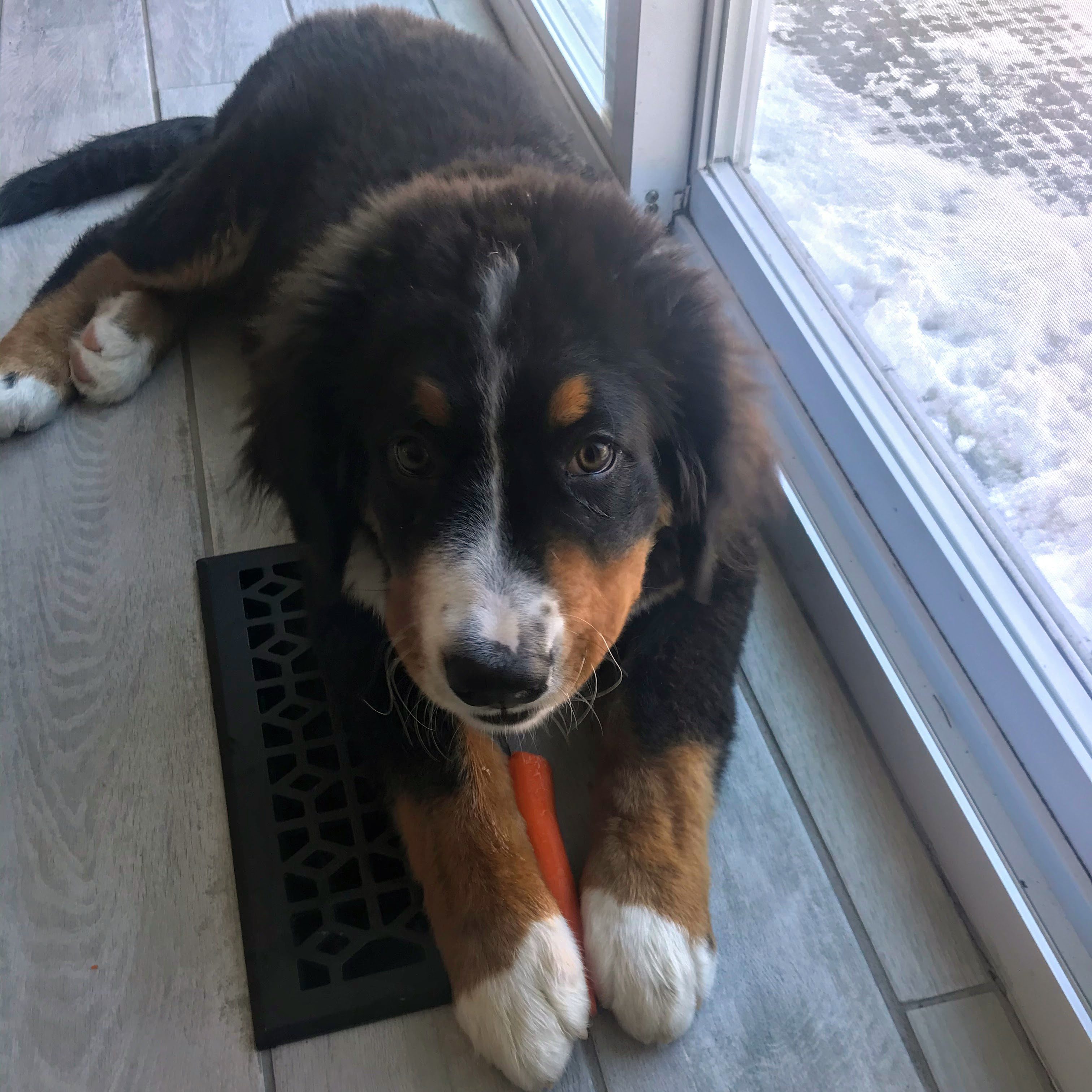 Bernese Mountain Dog puppy teething and chomping on a frozen carrot on a cold winter day.