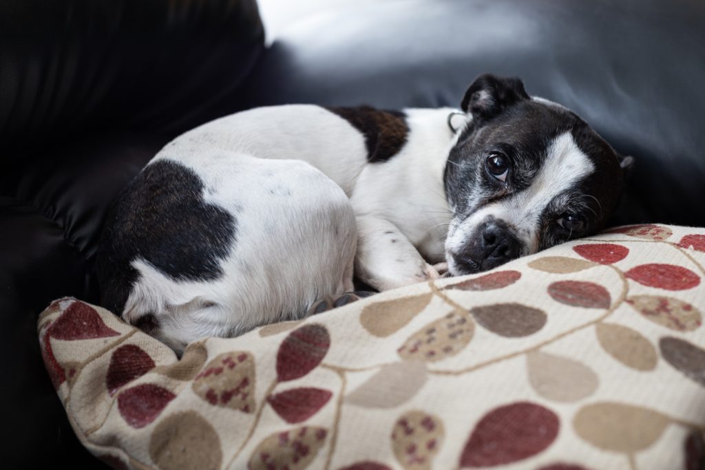 Sad looking puppy laying on a couch pillow on the sofa.