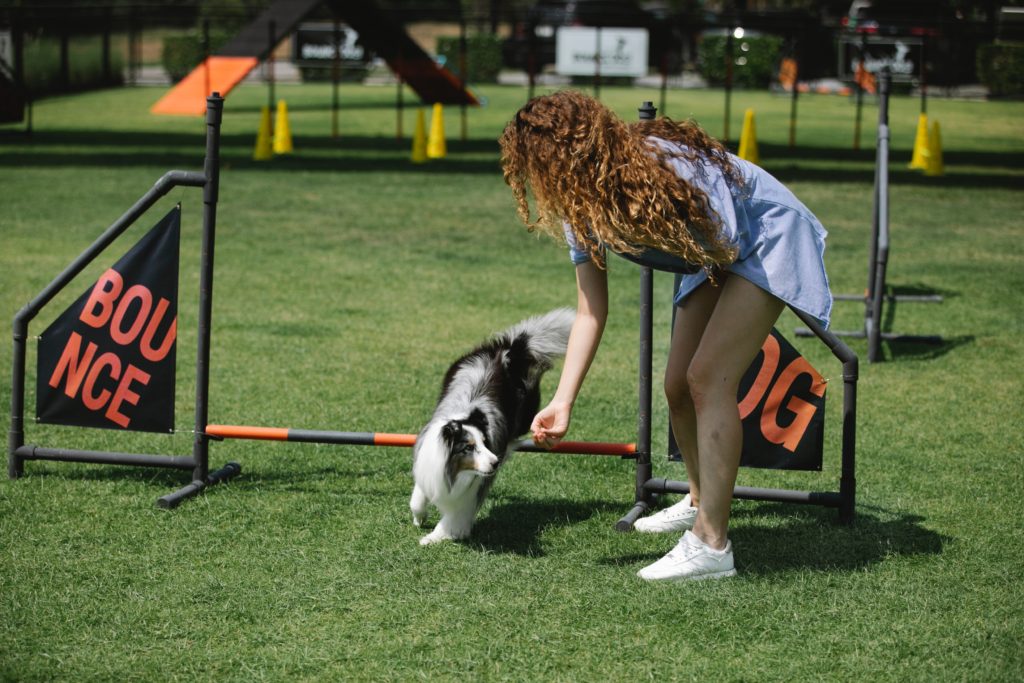 Sheltie jumping over a low bar in an agility competition.