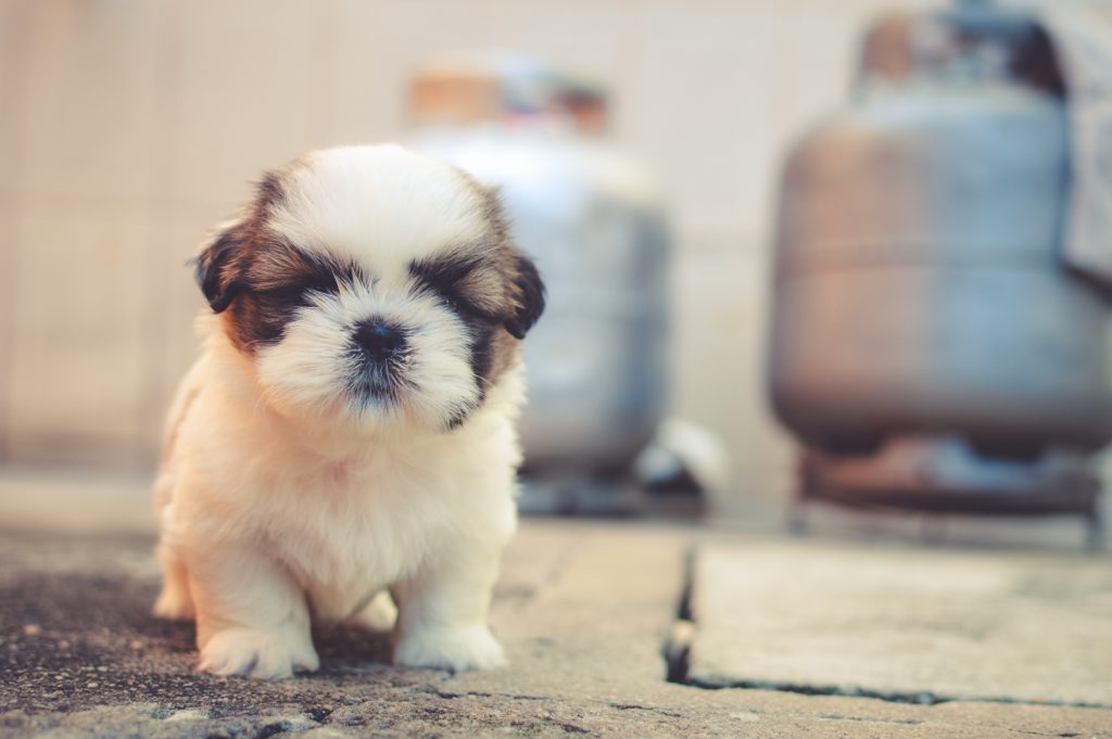 Baby Saint Bernard puppy with fur over his eyes.