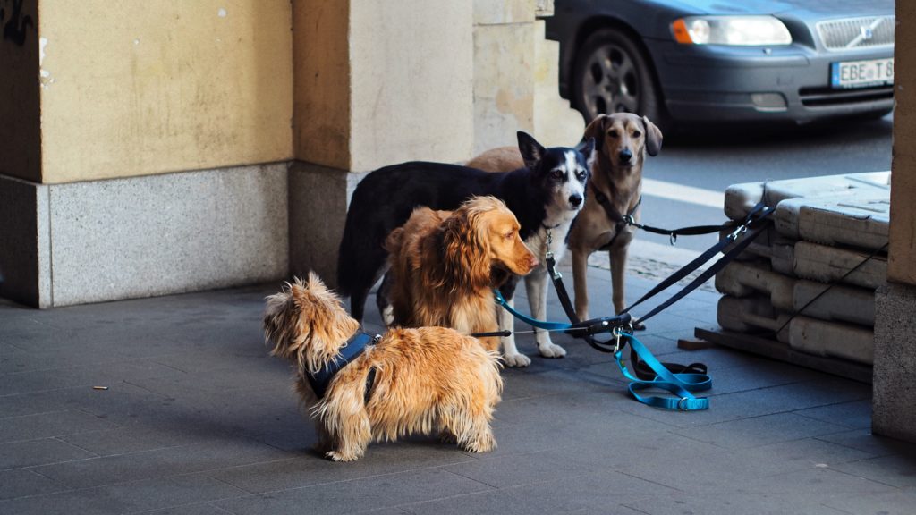 a variety of dog breeds taking a break from a walk together