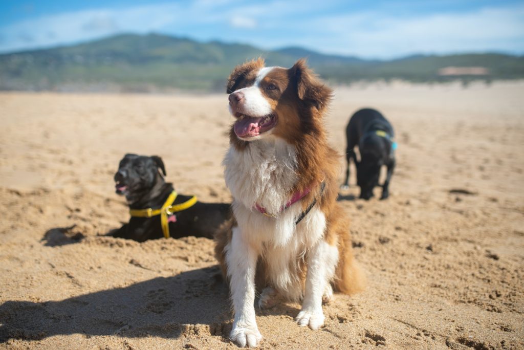 dogs on a beach.  One is sniffing the sand, one is laying down, and the other is sitting.