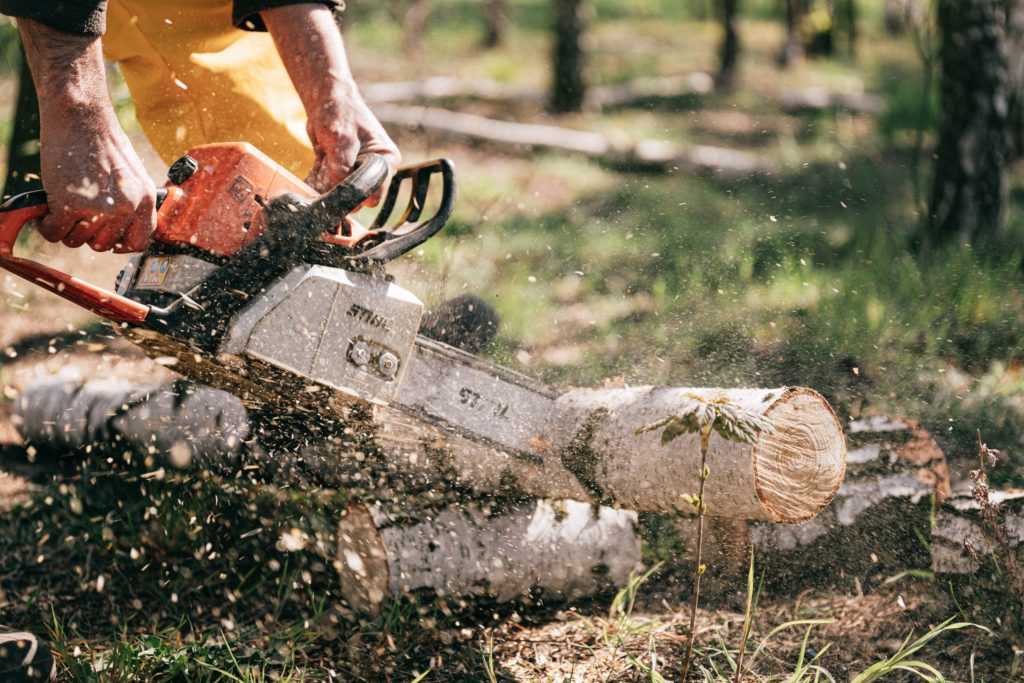 Sawing tree into lumber