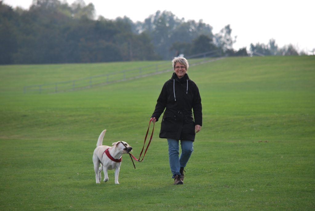 dog on a leash carrying a stick while walking through a meadow with his owner.