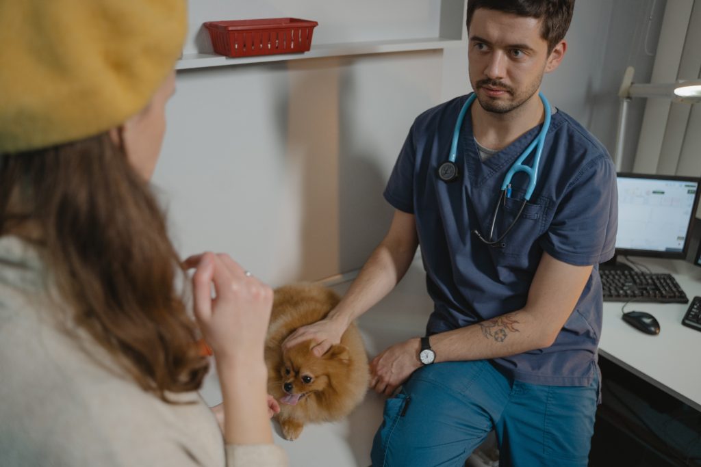 Vet with a pomeranian, talking to the dog's owner during a vet visit.