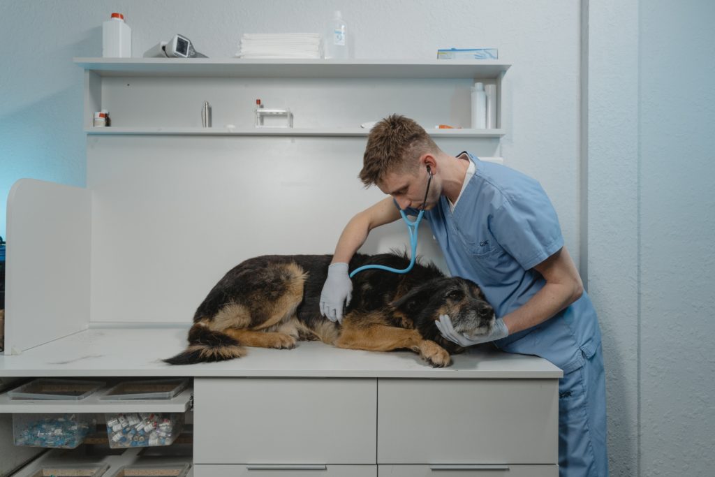 Male vet checking a sick dog's heart beat