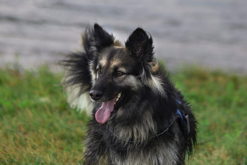 pretty dog with black and tan fur 