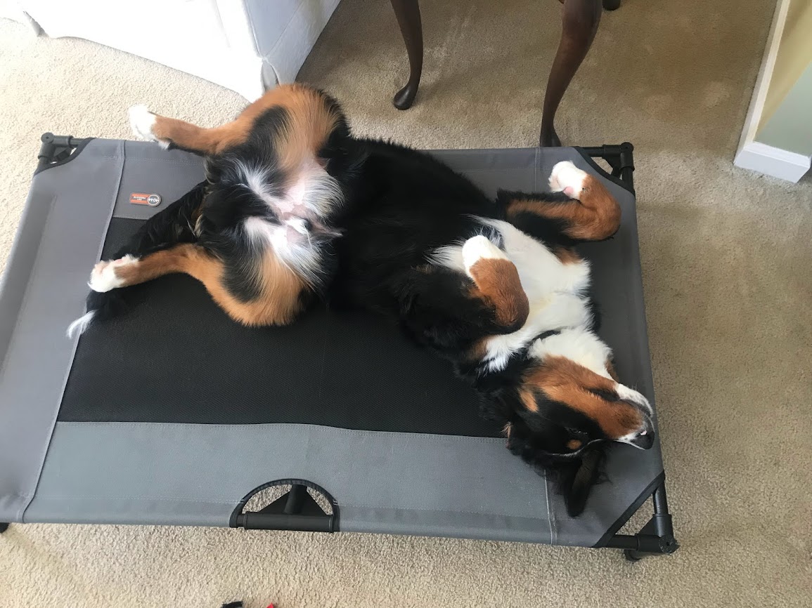 Bernese Mountain Dog laying on his dog cot with a mesh base on his back with his belly up.