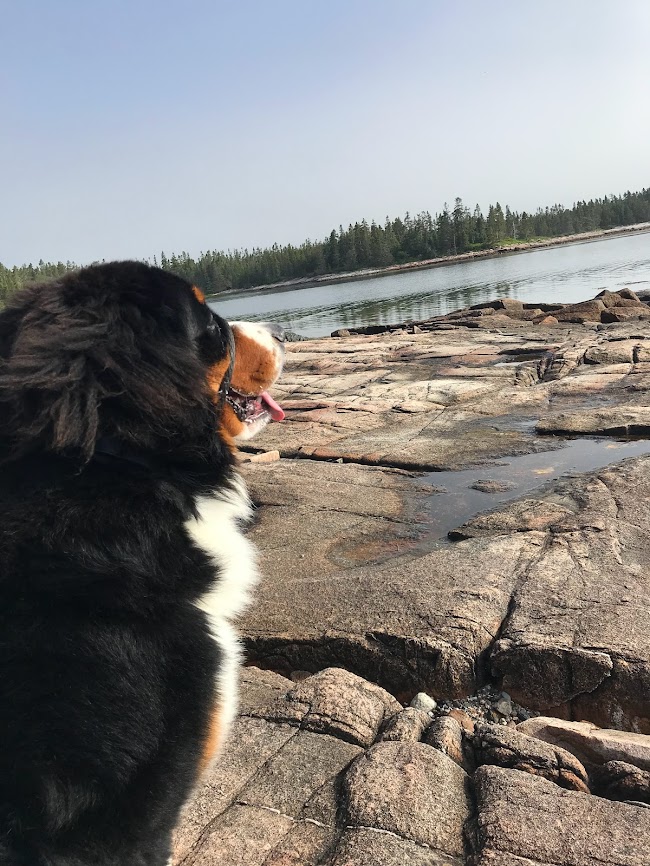 6 Best Hikes in Acadia National Park with Dogs