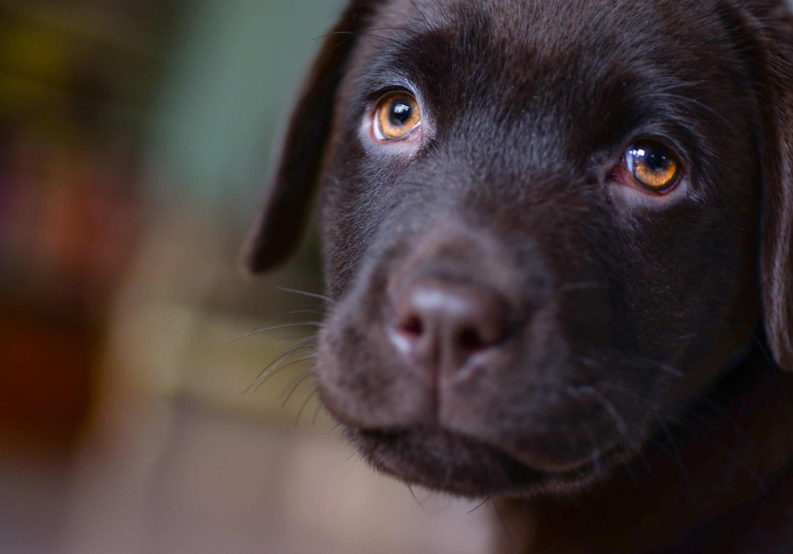 Black lab puppy looking up at the camera with sad puppy eyes.