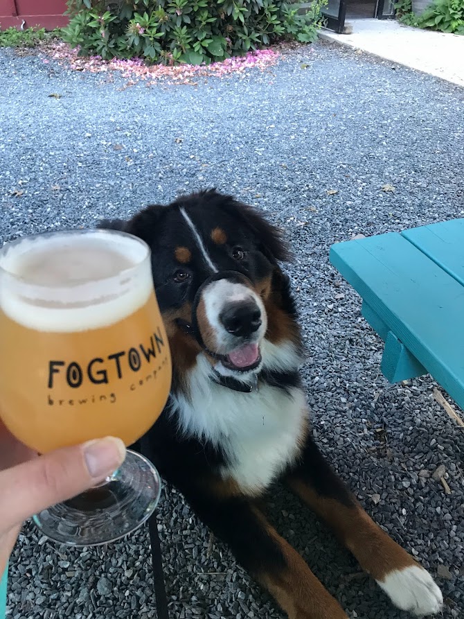 Bernese Mountain Dog laying down next to his owner at a picnic table enjoying a cold beer at Fogtown Brewing in Maine.