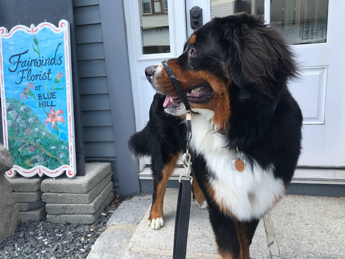 Blue Hill, Maine Window Shopping