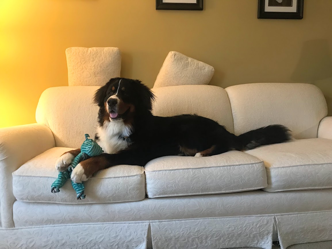 Bernese Mountain Dog laying on a white couch with a favorite turquoise squeaky toy with him.