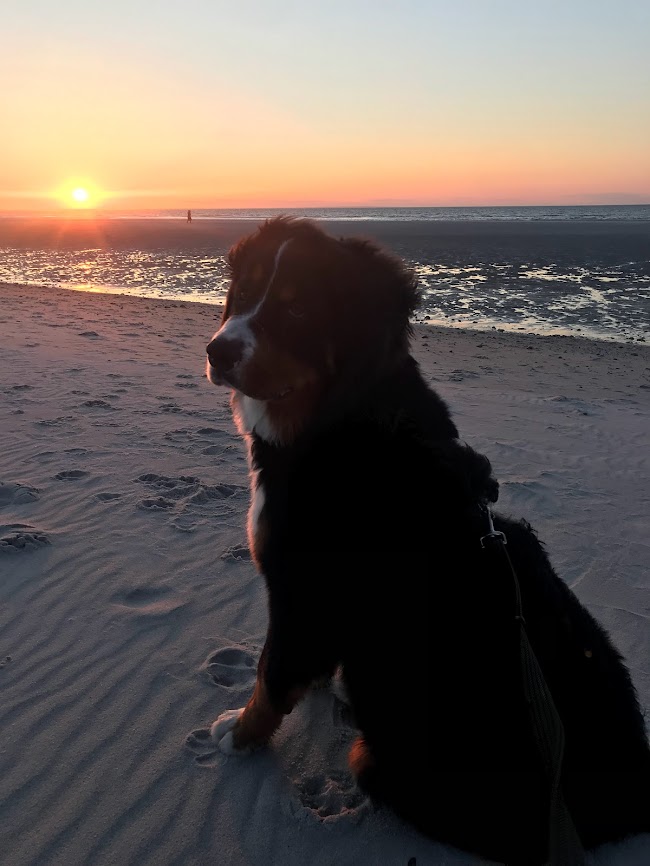 Ezra enjoying Mayflower Beach Tides