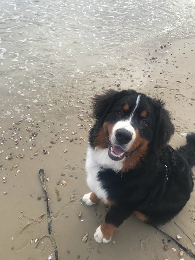 Bernese Mountain Dog on the beach looking really happy and sitting down near his owner.