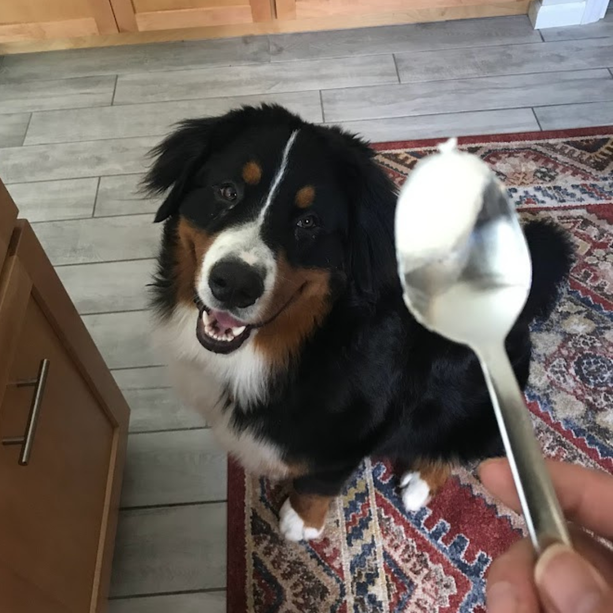 Ezra's favorite time of the day is treat time. Picture of a Bernese Mountain Dog sitting politely waiting for a spoonful of cream cheese.