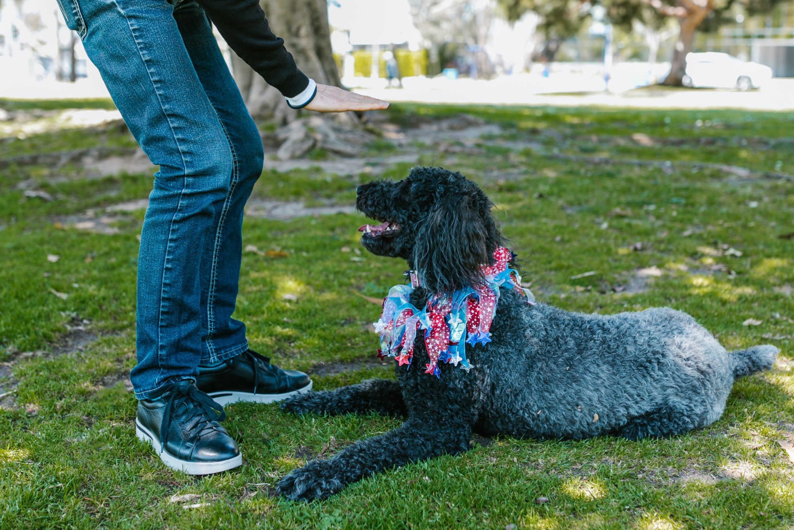 big poodle wearing a colorful necklace and laying down for his owner.