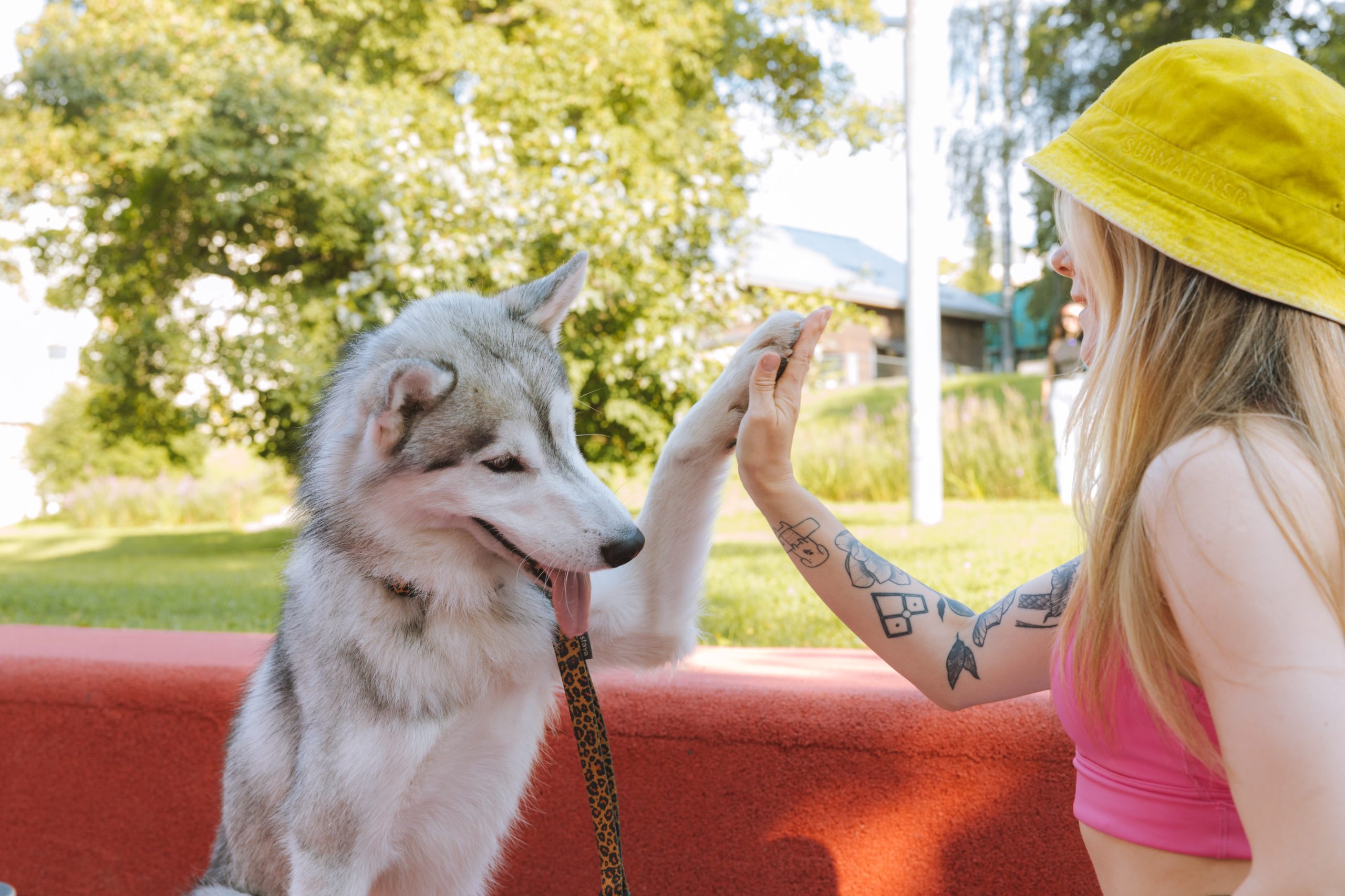 Woman is high fiving her husky dog on a sunny afternoon