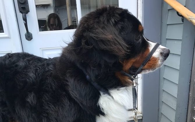 The market leader for leash training a stubborn dog is the Gentle Leader, which is what this Bernese Mountain Dog is wearing.