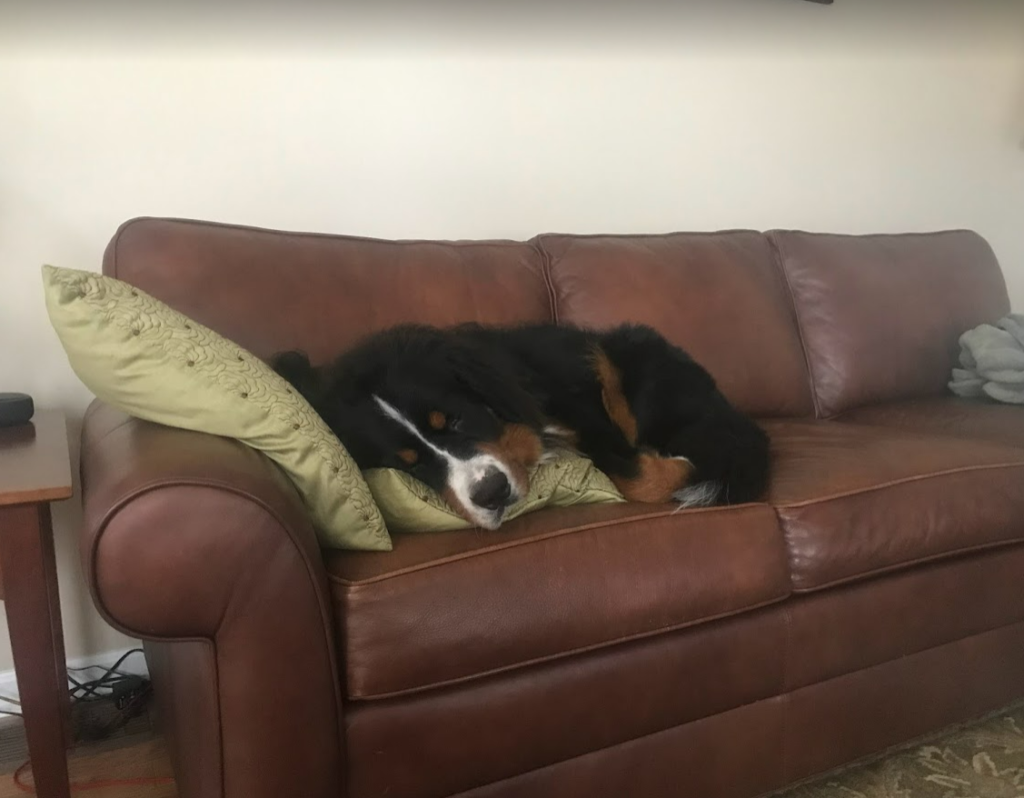 A tired bernese mountain dog taking a snooze on a couch and cuddling with the couch pillows.