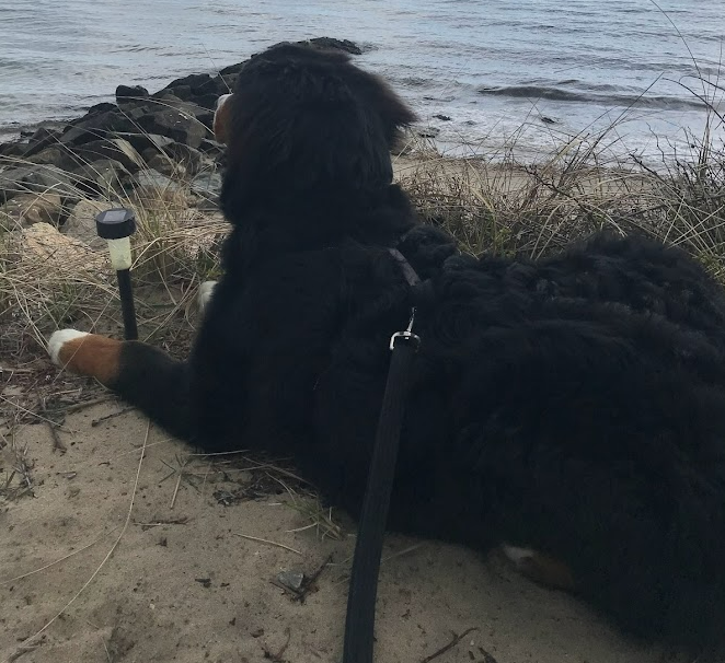 Bernese Mountain Dog pup laying on a bluff overlooking the beach in Dennis Port, MA on Cape Cod.