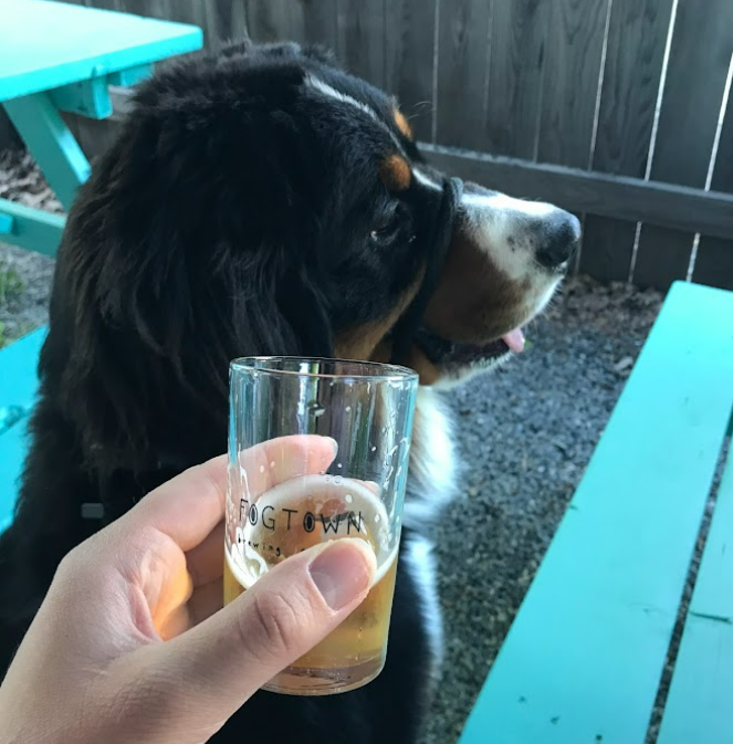 A well-trained dog at a brewery with his owner.  He's wearing a gentle leader.  