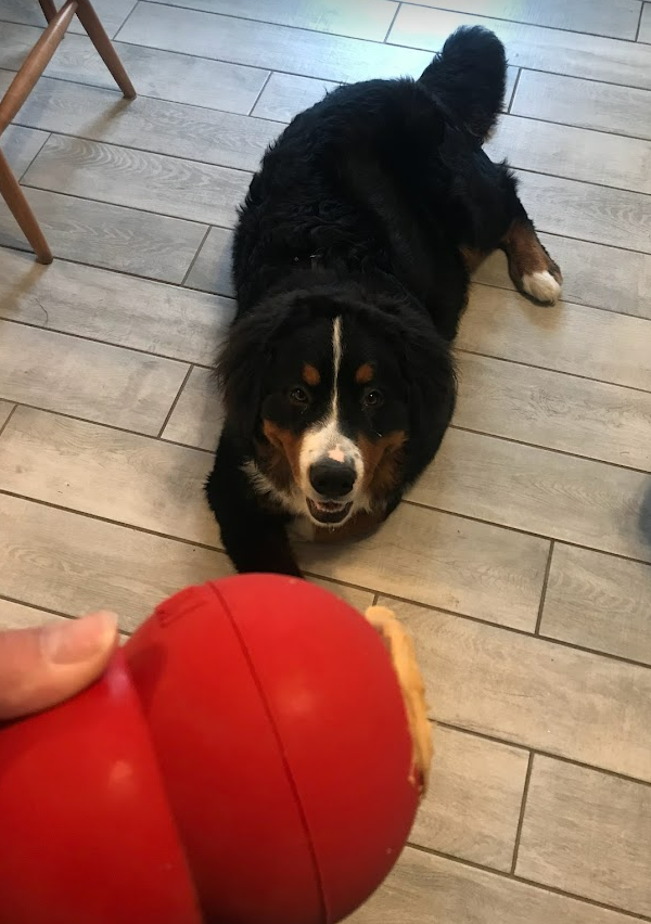 Bernese Mountain Dog pup waiting for a frozen kong filled with kibble and sealed with peanut butter.  He's laying down politely waiting for his meal.