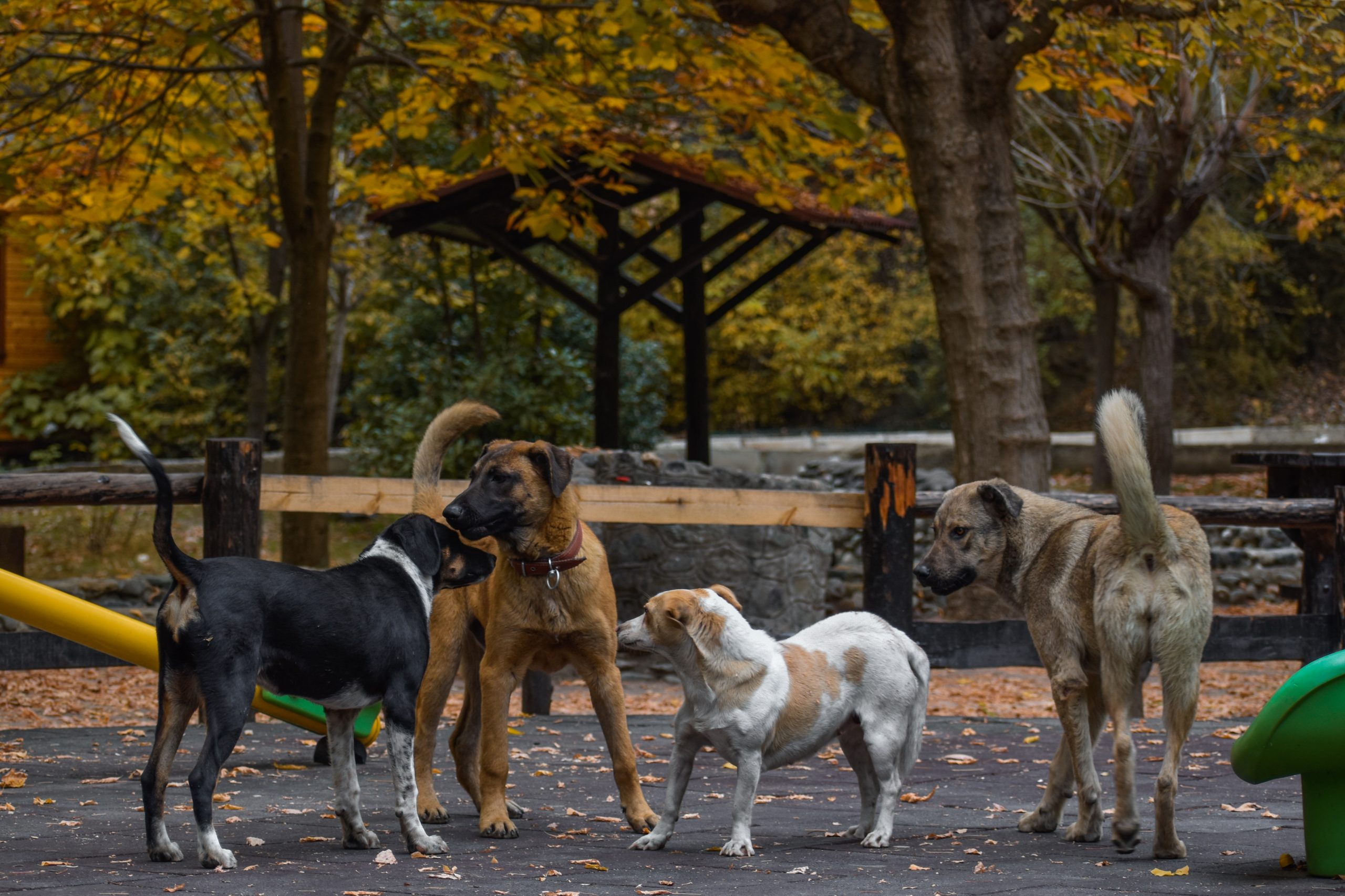 Variety of dog breeds playing together in a park.